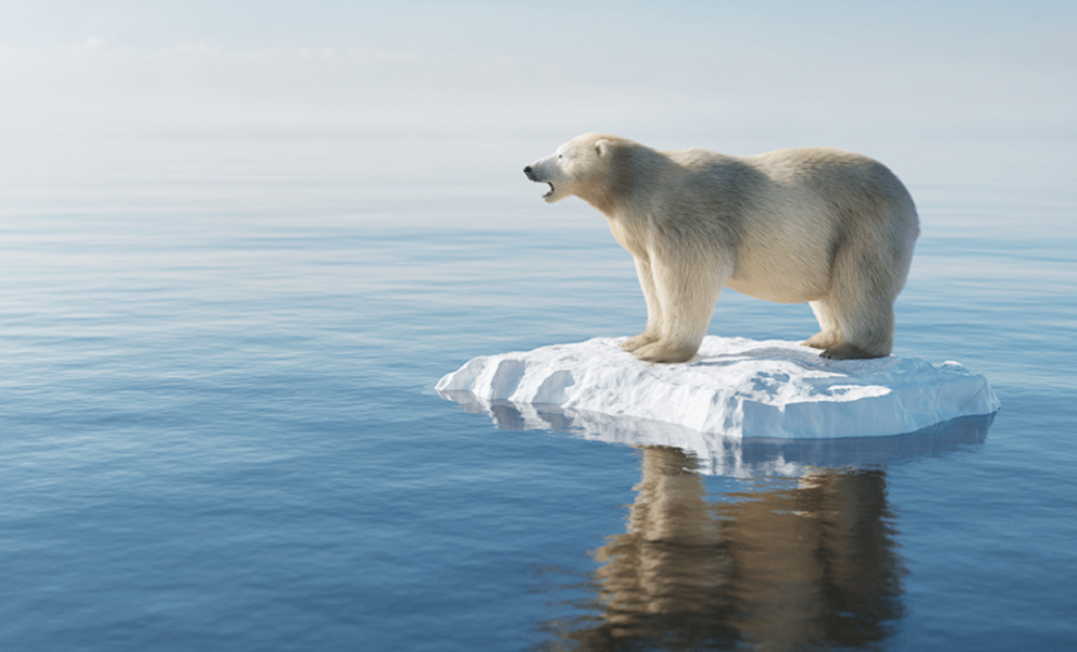 A polar bear stood on floating ice